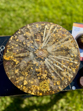 The "Medicine Wheel" Charging Plate- 6 lbs, for food, water, plants, crystals, electronics, summoning rain, etc.