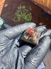 The "Mini Giza" Orgone Pyramid- 1.125”x 1.125” base, 1” tall